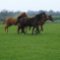 Horse Paddock
