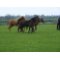 Horse Paddock