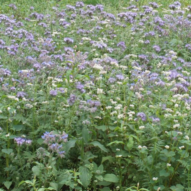 Annual Nectar Mix (SAM2, AHL1)