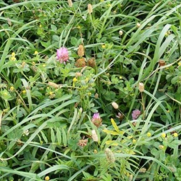 Legume Fallow Mix (AB15, NUM2, NUM3) 2 Years