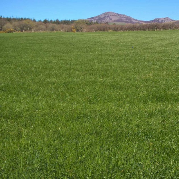 Claymore with Clover