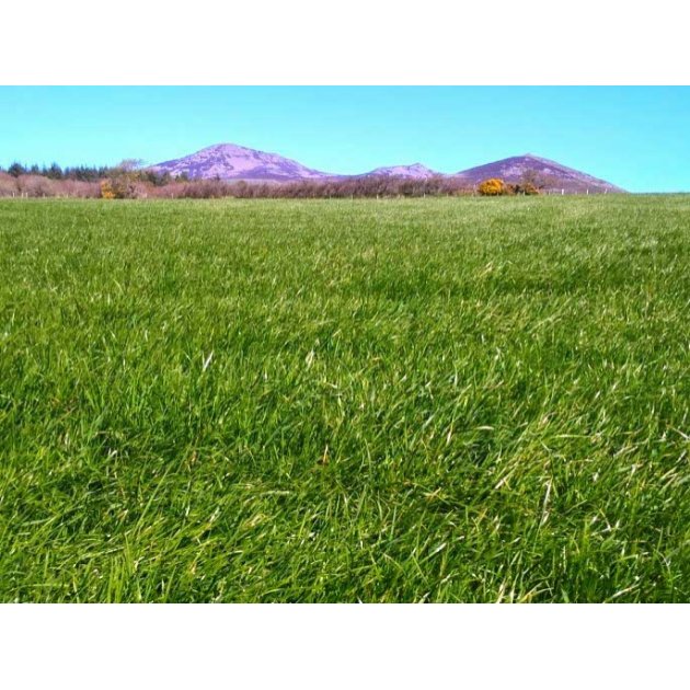 Claymore with Clover