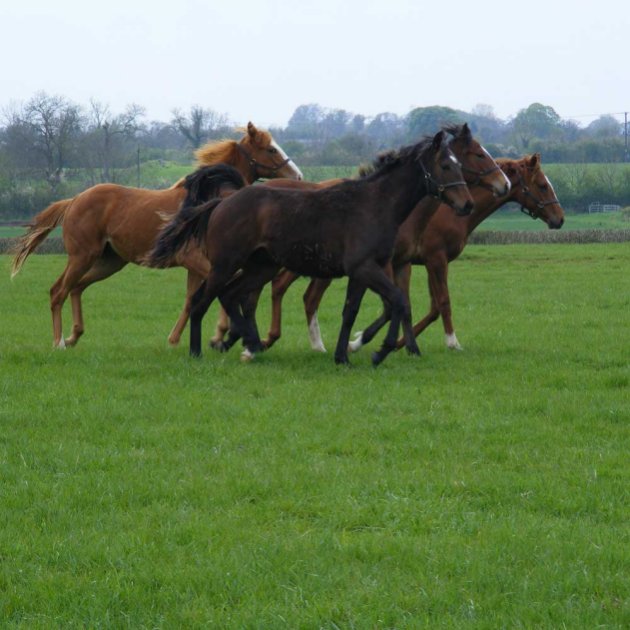 Horse Paddock