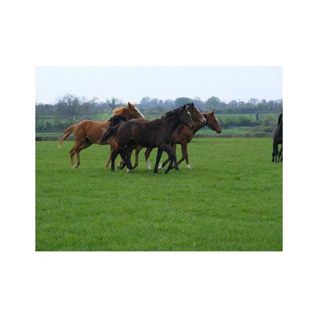 Horse Paddock