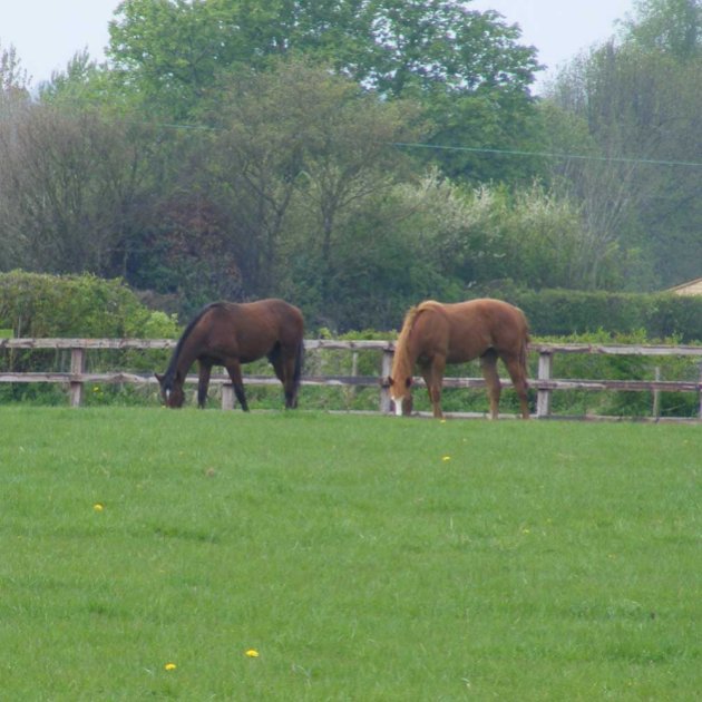 Horse Herb Grazing Mixture