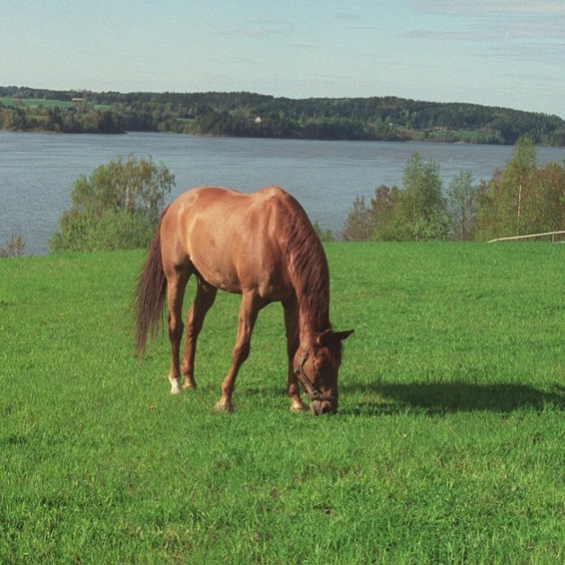 Horsemax Paddock
