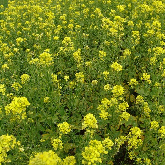 White Mustard