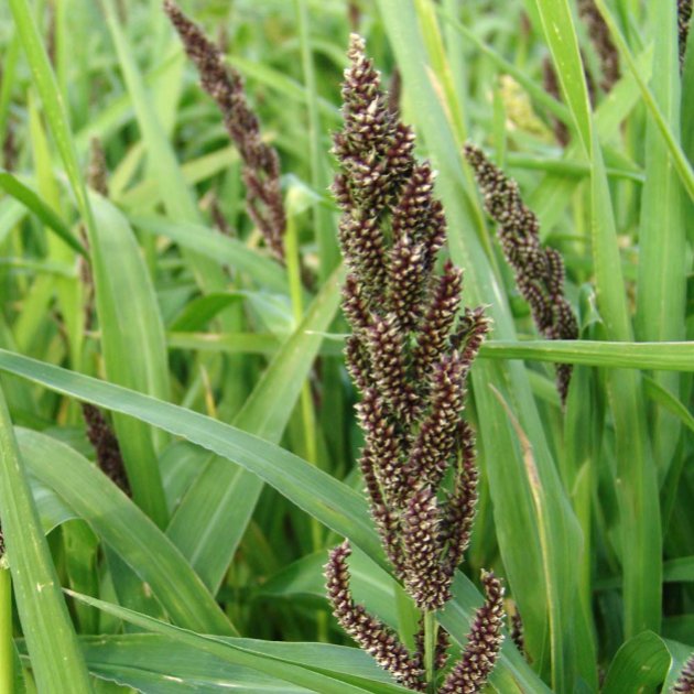 Japanese Reed Millet